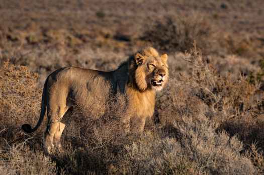 photo of lion on grass field